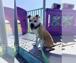 Small #2 American Pit Bull Terrier Mix