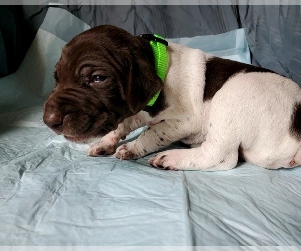 Medium Photo #3 German Shorthaired Pointer Puppy For Sale in BLUE SPRINGS, MS, USA