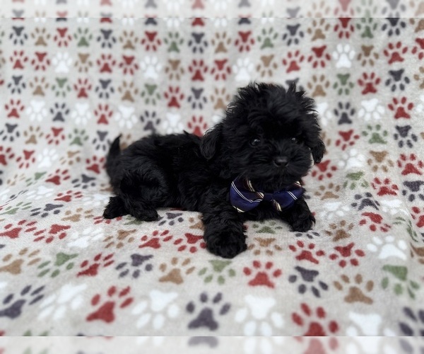 Medium Photo #3 Shih-Poo Puppy For Sale in LAKELAND, FL, USA