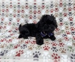 Small #2 Shih-Poo