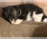 Small Photo #12 Pomeranian Puppy For Sale in HARRISVILLE, MI, USA