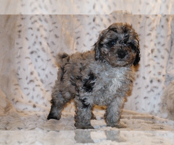 Medium Photo #4 Poodle (Toy) Puppy For Sale in DYERSBURG, TN, USA