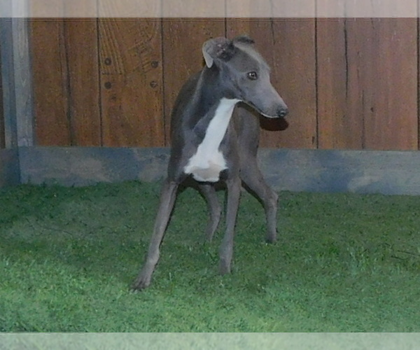 Medium Photo #1 Italian Greyhound Puppy For Sale in NORWOOD, MO, USA