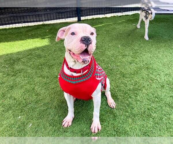 Medium Photo #1 Boxer-Unknown Mix Puppy For Sale in Orange, CA, USA