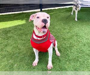 Boxer-Unknown Mix Dogs for adoption in Orange, CA, USA