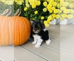 Small Photo #1 Biewer Terrier Puppy For Sale in CANTON, GA, USA