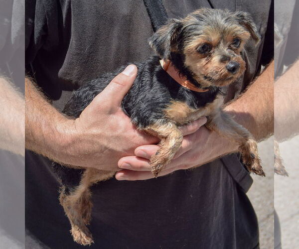 Medium Photo #3 Mutt Puppy For Sale in Huntley, IL, USA
