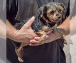 Small #2 Mutt