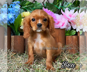 Cavalier King Charles Spaniel Puppy for sale in MIAMI, FL, USA