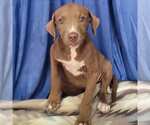 Small #3 Labrador Retriever Mix