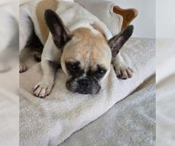 Medium Photo #7 Faux Frenchbo Bulldog Puppy For Sale in San Diego, CA, USA