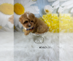 Small Photo #10 Cavapoo Puppy For Sale in RIPLEY, MS, USA