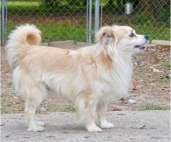 Medium Photo #2 Chiranian Puppy For Sale in Oakhurst, NJ, USA