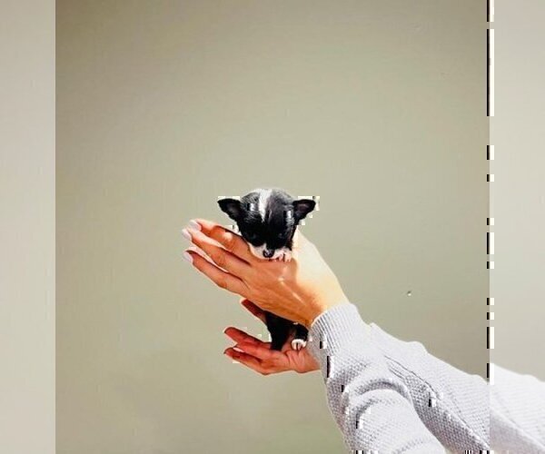 Medium Photo #19 Chihuahua Puppy For Sale in TAMPA, FL, USA
