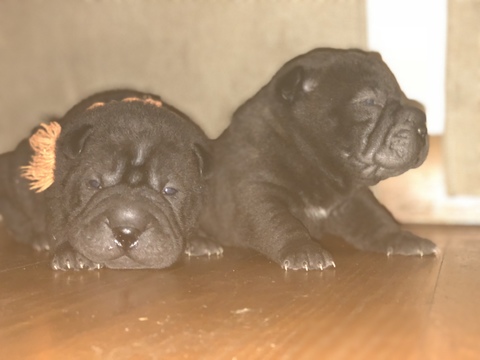 Medium Photo #1 Chinese Shar-Pei Puppy For Sale in MILWAUKEE, WI, USA