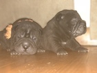 Small Photo #1 Chinese Shar-Pei Puppy For Sale in MILWAUKEE, WI, USA
