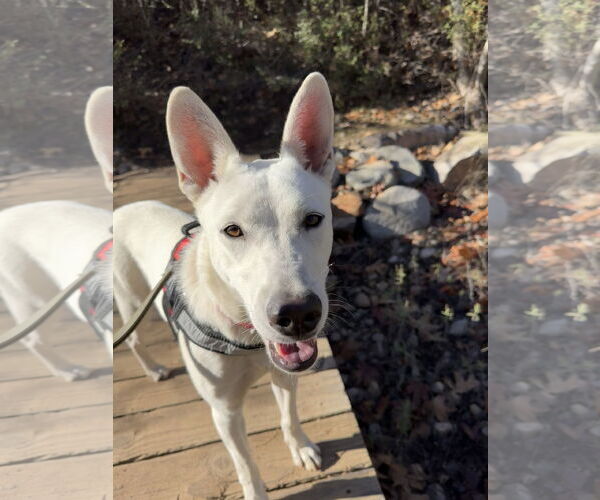 Medium Photo #1 Mutt Puppy For Sale in San Diego, CA, USA