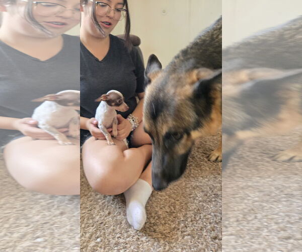 Medium Photo #2 Chihuahua Puppy For Sale in Peralta, NM, USA