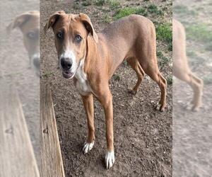 Medium Boxer-Plott Hound Mix