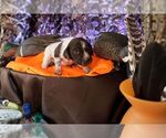 Puppy Puppy 2 German Shorthaired Pointer
