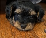 Small Photo #4 Yorkshire Terrier Puppy For Sale in WEST HARTFORD, CT, USA