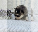 Puppy Bubbles Alaskan Klee Kai-Pomsky Mix