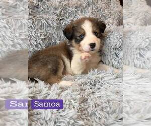 Border Collie-Unknown Mix Dogs for adoption in New York, NY, USA