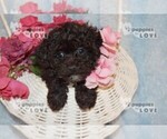 Small Photo #10 Poochon-Poodle (Toy) Mix Puppy For Sale in SANGER, TX, USA