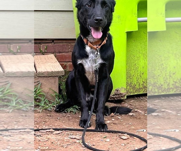 Medium Photo #5 Labrador Retriever-Unknown Mix Puppy For Sale in Greensboro, NC, USA