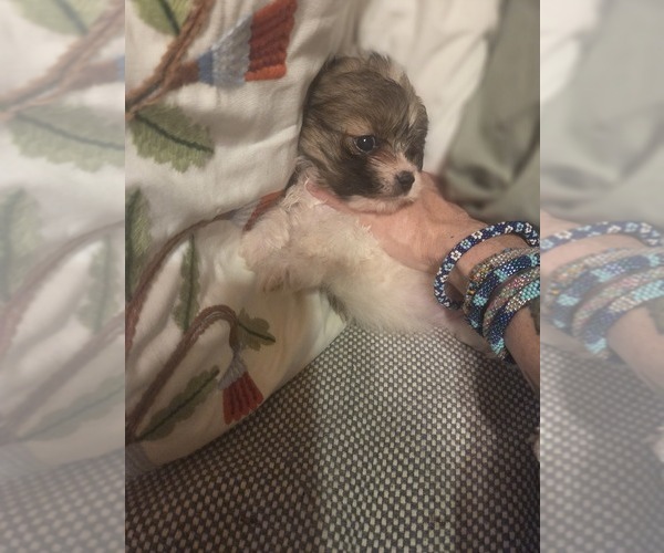 Medium Photo #38 Maltipom Puppy For Sale in HUDSON, MA, USA