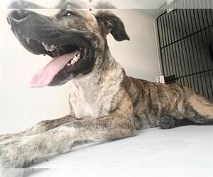Mutt Dogs for adoption in Houston, TX, USA