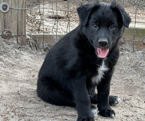 Australian Shepherd Puppy for Sale in CLINTON, North Carolina USA