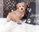 Small #1 Maltipoo (Miniature)