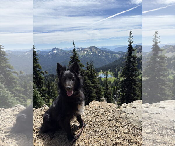 Medium Photo #3 Border Collie-Unknown Mix Puppy For Sale in Bellevue, WA, USA