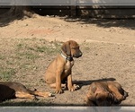 Small #3 Labrador Retriever-Rhodesian Ridgeback Mix