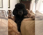 Small Photo #1 Miniature Labradoodle Puppy For Sale in BLUFFTON, SC, USA