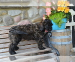 Small Photo #1 Bernedoodle-Poodle (Miniature) Mix Puppy For Sale in GREENWOOD, WI, USA