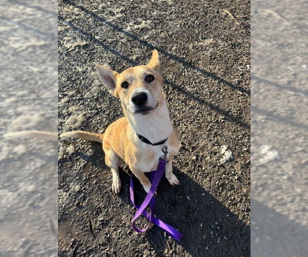 Medium Photo #4 Mutt Puppy For Sale in Elmsford, NY, USA