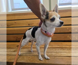 Chihuahua Dogs for adoption in Long Beach, CA, USA