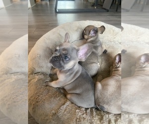 French Bulldog Puppy for sale in MAPLE GROVE, MN, USA