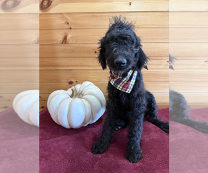 Labradoodle Puppy for sale in WILLIAMSTOWN, KY, USA