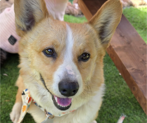 Medium Photo #1 Mutt Puppy For Sale in San Ramon, CA, USA