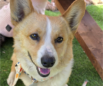 Perry - Male Mutt Dog for Adoption - Small photo