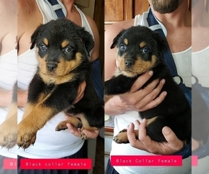 Rottweiler Puppy for sale in FAIR GROVE, MO, USA