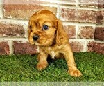 Small #7 Cavalier King Charles Spaniel
