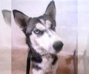 Siberian Husky Dogs for adoption in San Bernardino, CA, USA