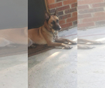 Small Photo #4 Belgian Malinois Puppy For Sale in NEWBERRY, SC, USA