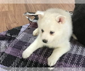 Pomsky Puppy for sale in SULLIVAN, IL, USA