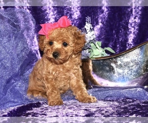 Poodle (Toy) Puppy for sale in LIBERAL, MO, USA