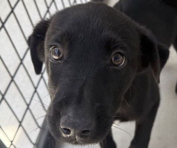 Medium Photo #1 Labrador Retriever-Unknown Mix Puppy For Sale in Pottstown, PA, USA